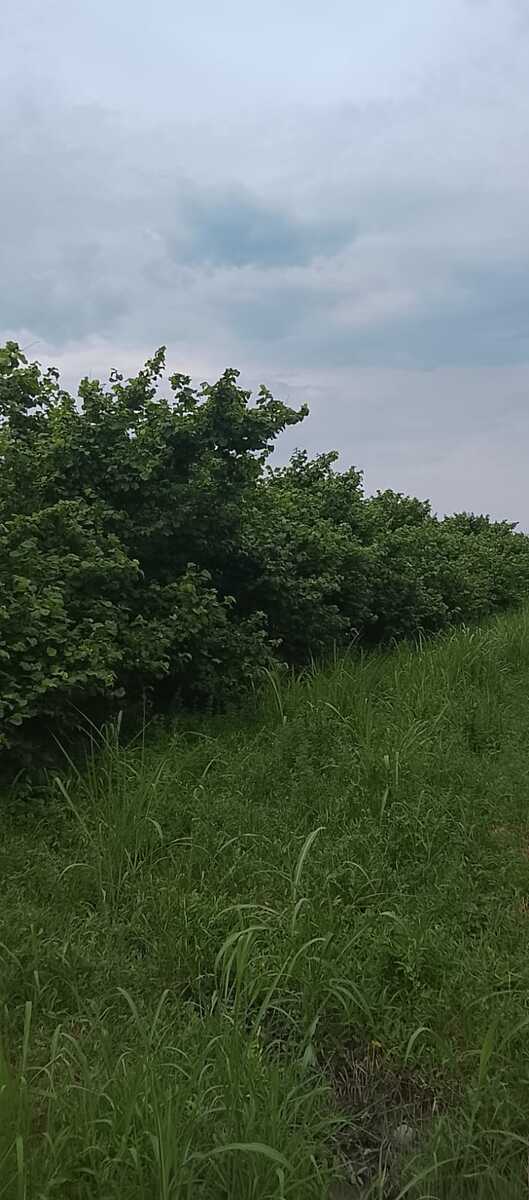 40 sot torpaq sahəsi, Xaçmaz r — Torpaq, Xaçmaz (2)