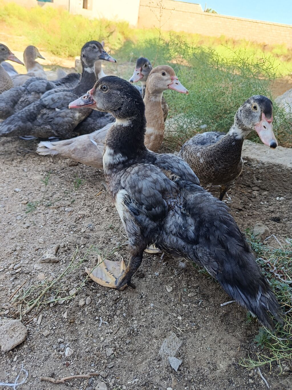 Satılan məhsul ördək balalarıdır. Şəkillərdə bir neçə ədəd cavan ördək — Digərləri, Bakı (2)