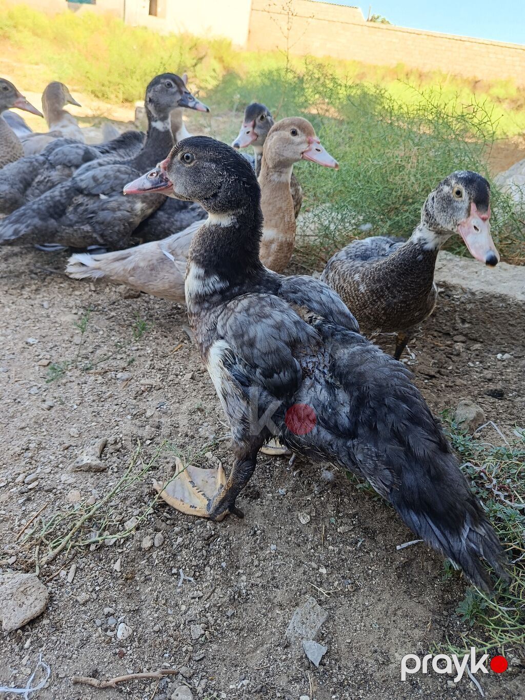 Satılan məhsul ördək balalarıdır. Şəkillərdə bir neçə ədəd cavan ördək — Digərləri, Bakı (2)
