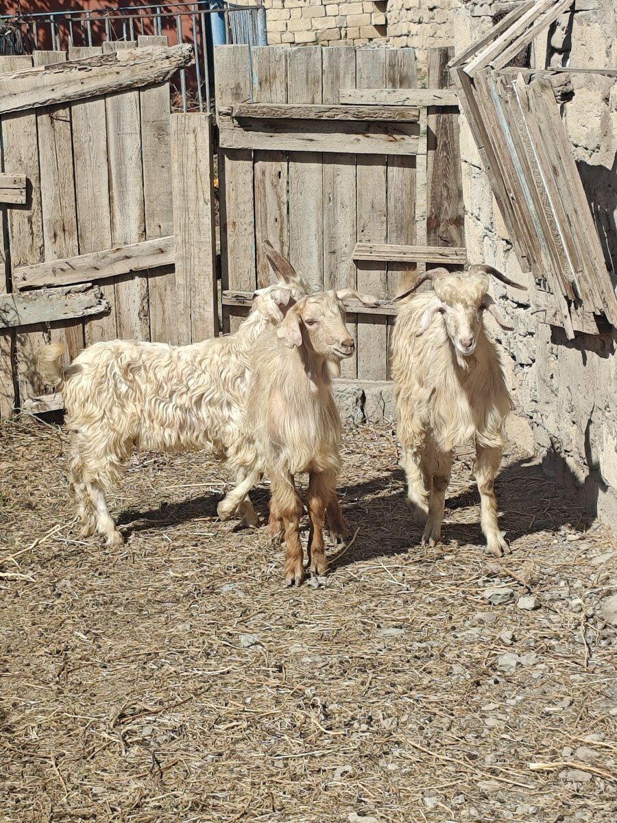 Çəpişlər — Kənd təsərrüfatı heyvanları, Sumqayıt (2)