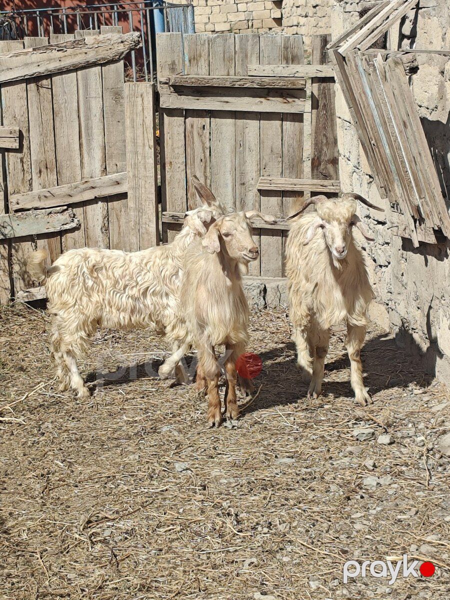 Çəpişlər — Kənd təsərrüfatı heyvanları, Sumqayıt (2)