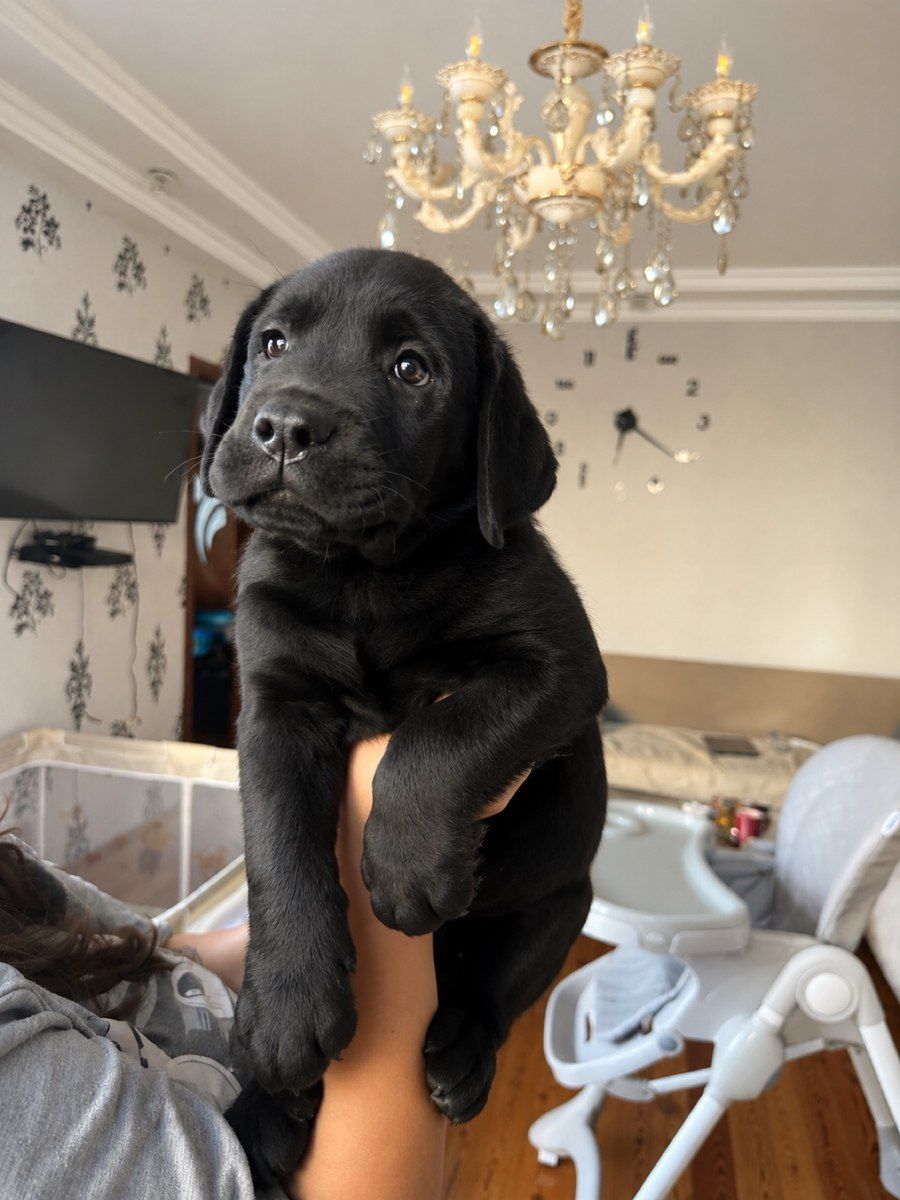 Labrador Retriver balaları — Köpəklər, Bakı (2)