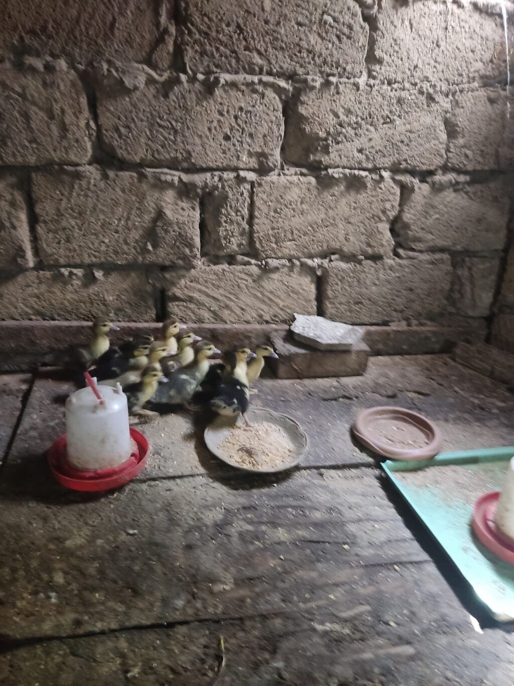 Melezi ördək balaları (paça/peykin qarışıq rəngli civcivlər) — Digərləri, Sumqayıt