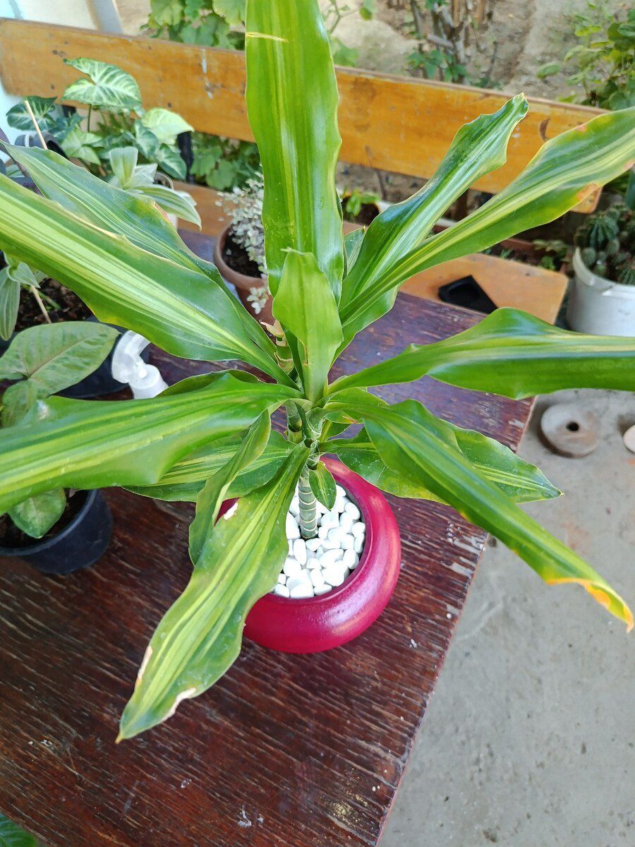 Dracaena fragrans Cintho — Bitkilər, Xırdalan (3)