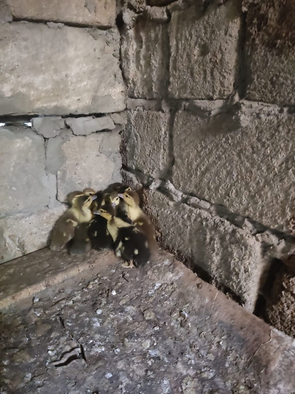 Melezi ördək balaları (paça/peykin qarışıq rəngli civcivlər) — Digərləri, Sumqayıt (2)
