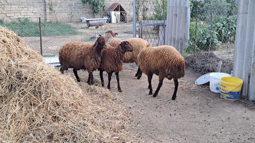 Qala quzuları — Kənd təsərrüfatı heyvanları, Bakı (6)