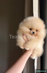Pomerian Spitz balasi misqa — Собаки
