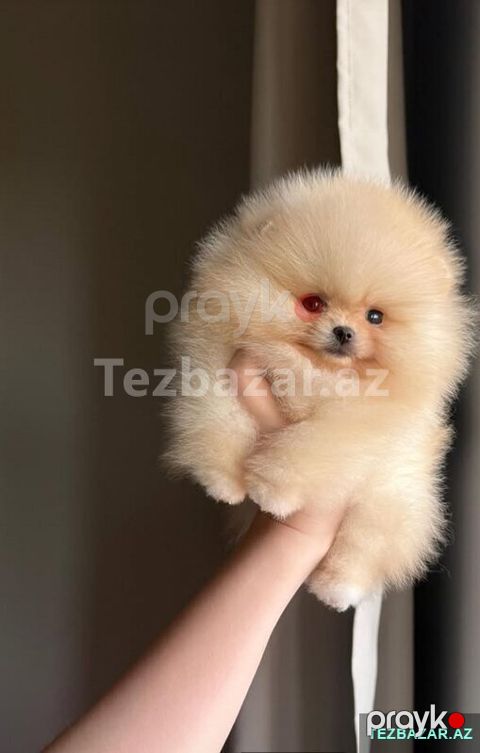 Pomerian Spitz balasi misqa — Bakı