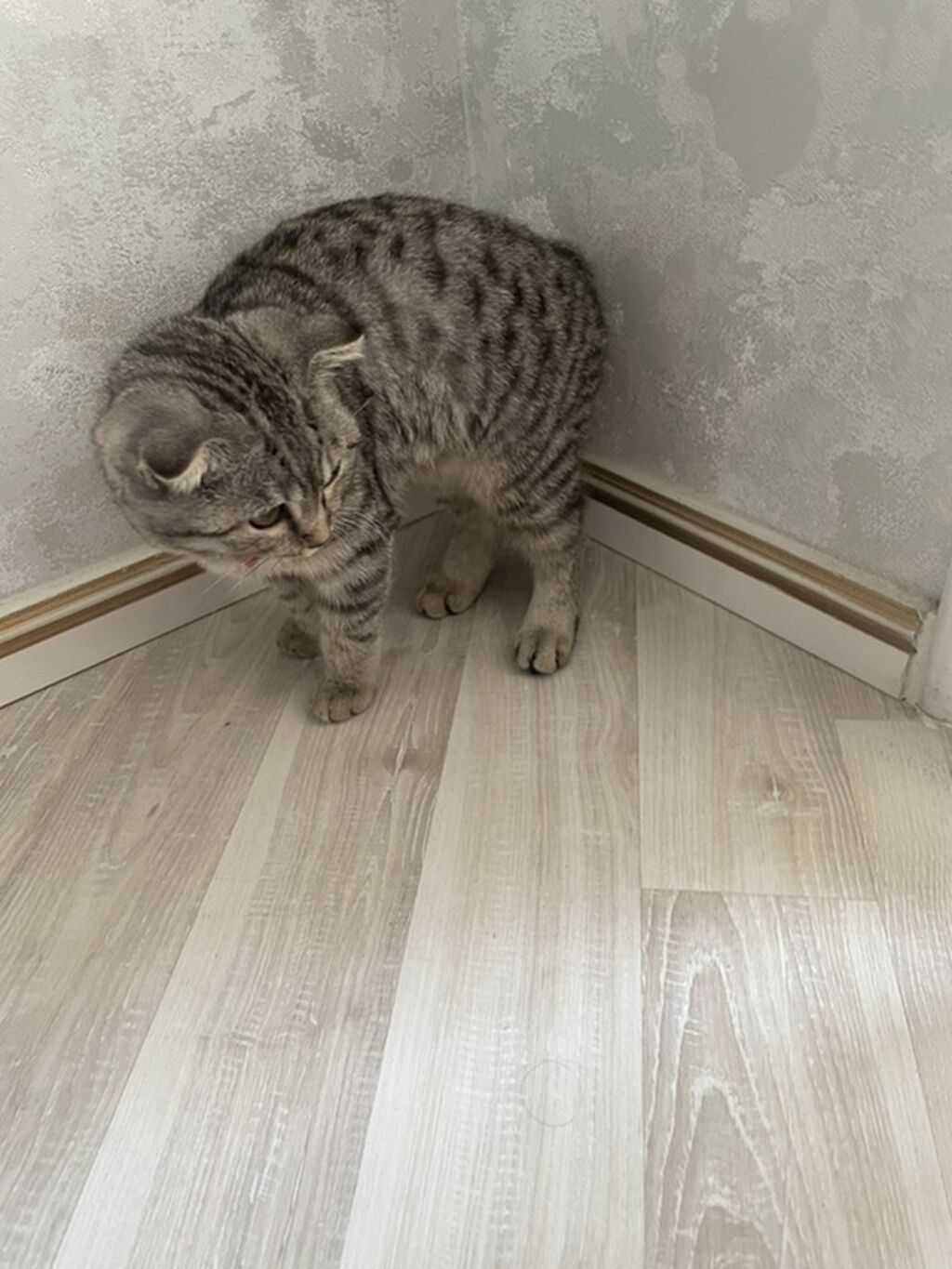 Şotland — Pişiklər, Bakı (6)