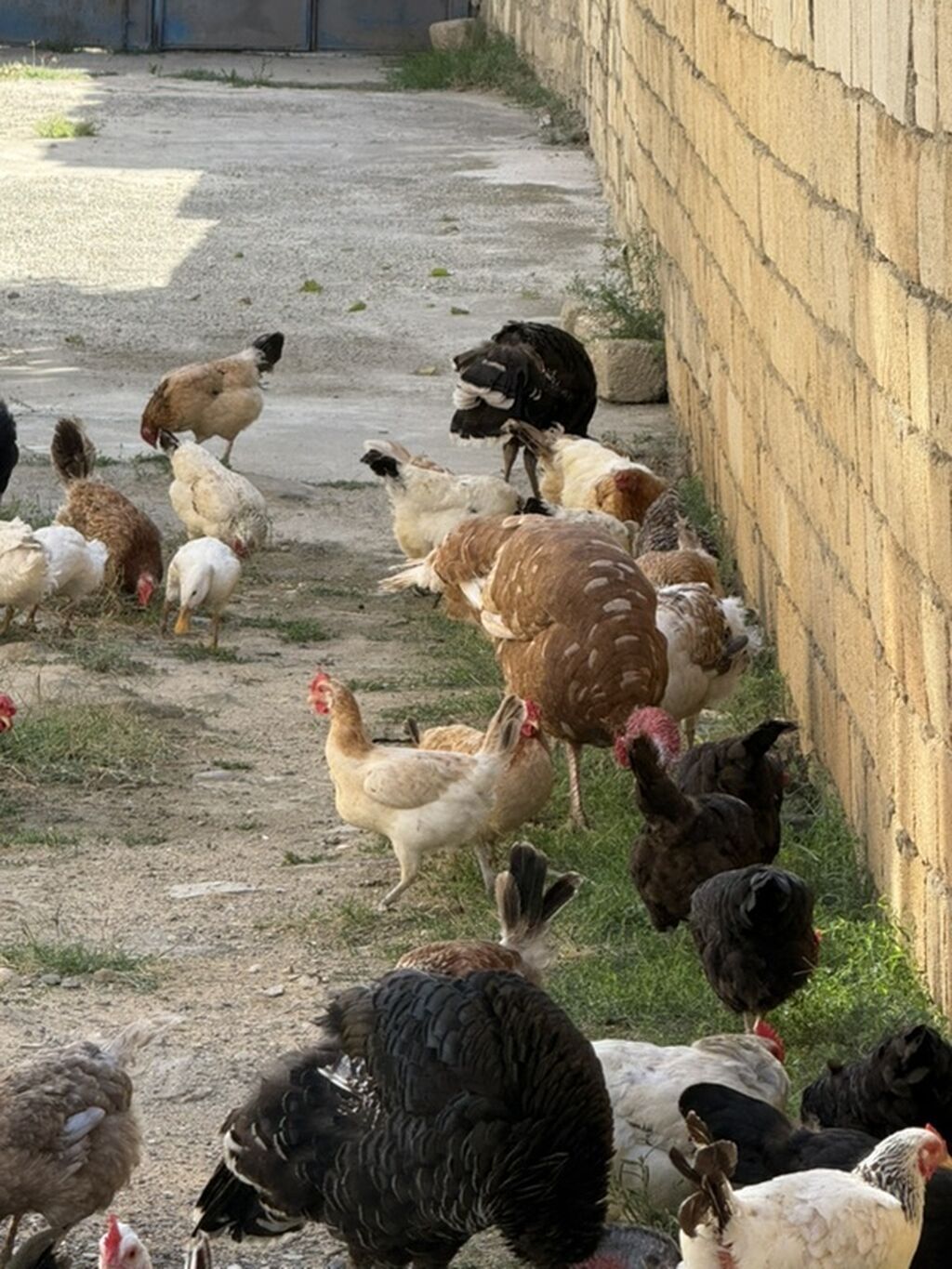 Məhsul: Qarışıq cins ev quşları sürüsü Təsvir: - Şəkillərdə müxtəlif — Toyuq və xoruz, Digah (2)