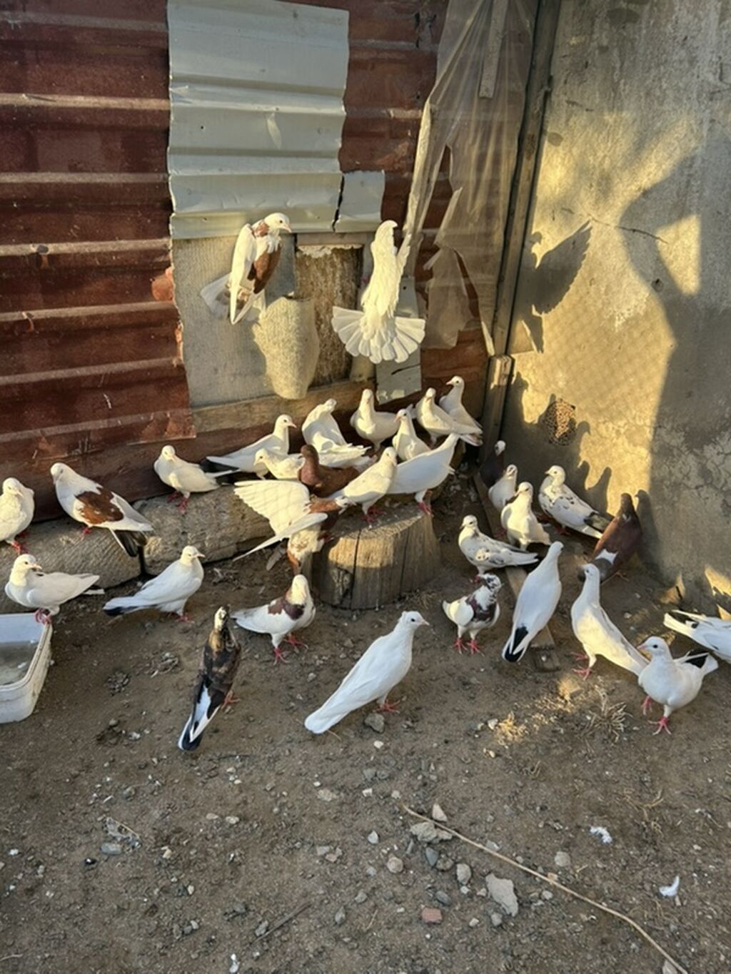 Salam hamsi 4 cut quwdan toremedi tergzlr 32 dene heyvandi tek satlmr — Göyərçin, Bakı (9)