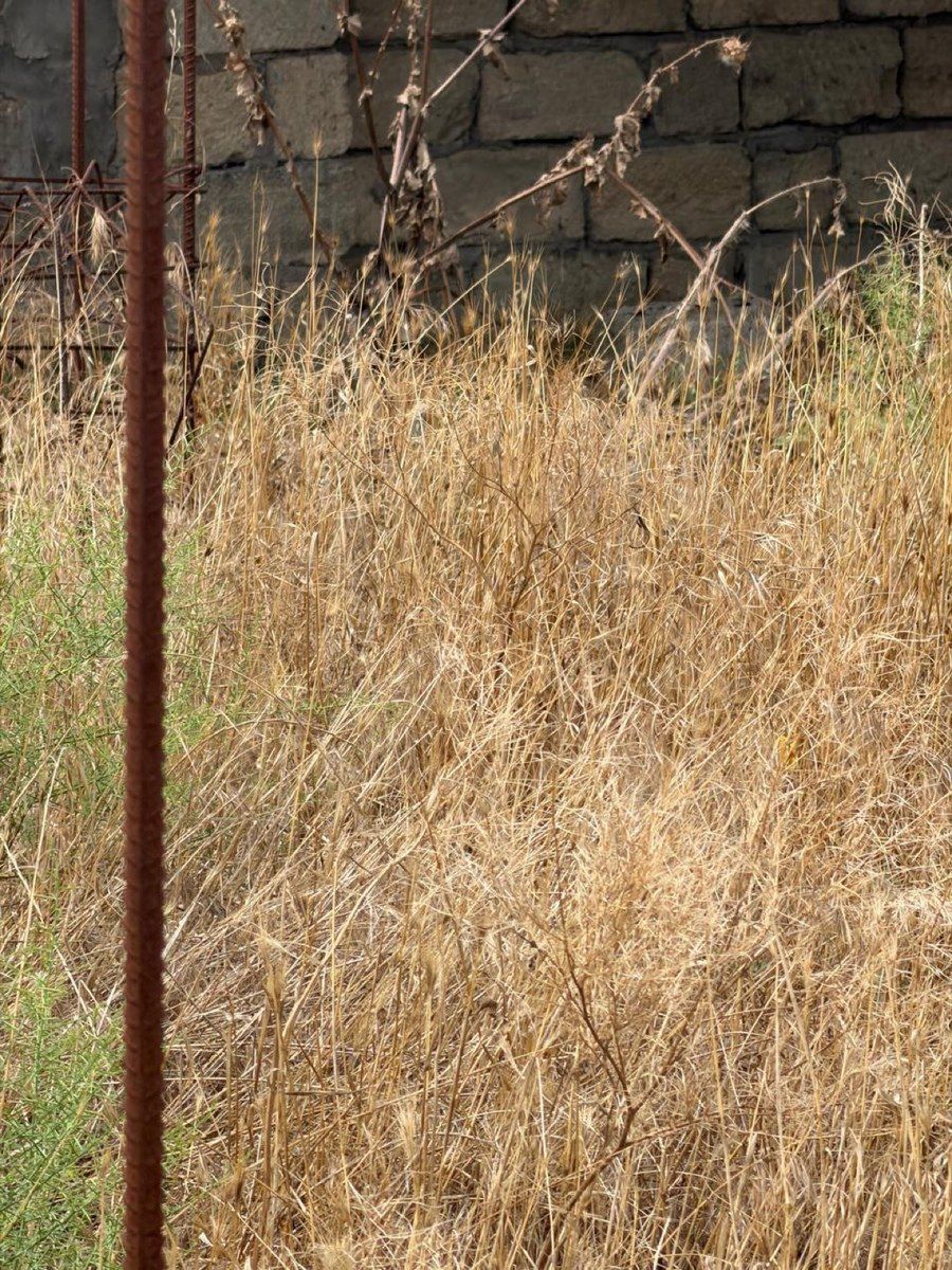 55 sot torpaq sahəsi, Mehdiabad qəs — Torpaq, Bakı (3)