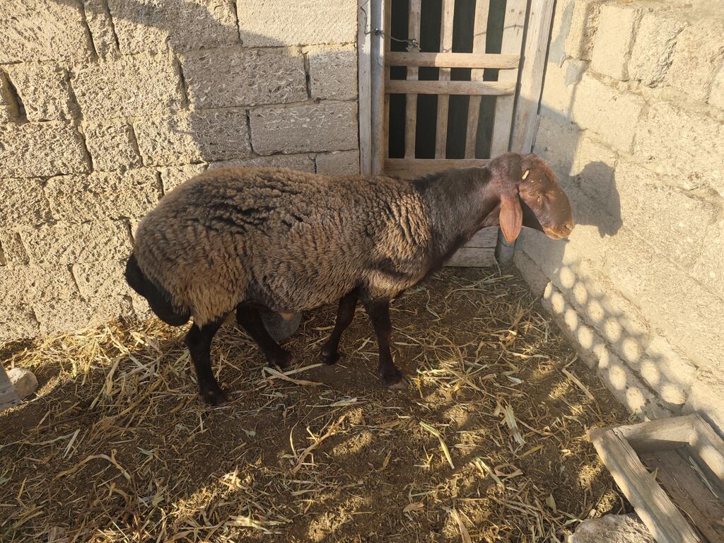 Qala qoçu satılır super qoyun sürməyi var damazliga yararlidir — Kənd təsərrüfatı heyvanları, Bakı (4)