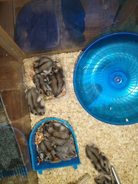 Cırtdan hamsterlər – aktiv və mehriban ev heyvanları Məhsulun — Sumqayıt
