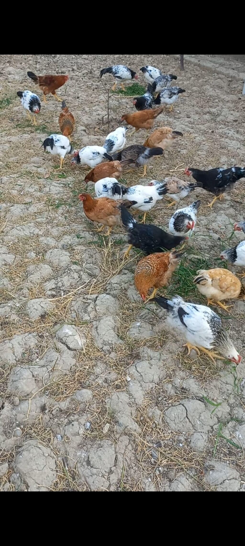 Toyuq, Damazlıq, Ünvandan götürmə — Toyuq və xoruz, Novxanı (3)