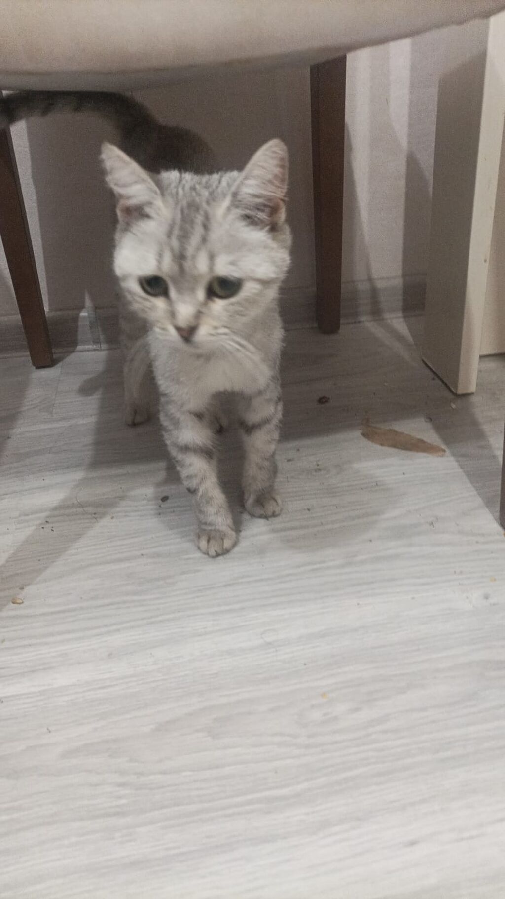Şotland, Dişi, Yaxşı əllərə — Pişiklər, Sumqayıt (4)