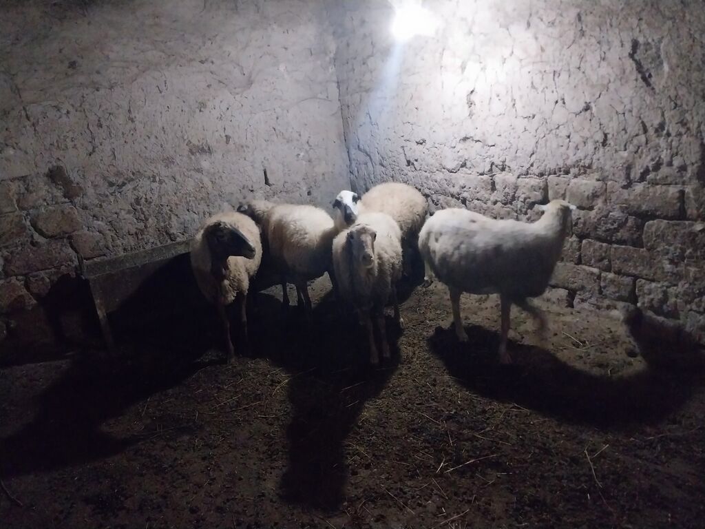 Məhsul: Qoyun sürüsü - Say: 6 baş - Cins/Tip: Yerli qarabaş/qarayal — Kənd təsərrüfatı heyvanları, Goranboy (4)