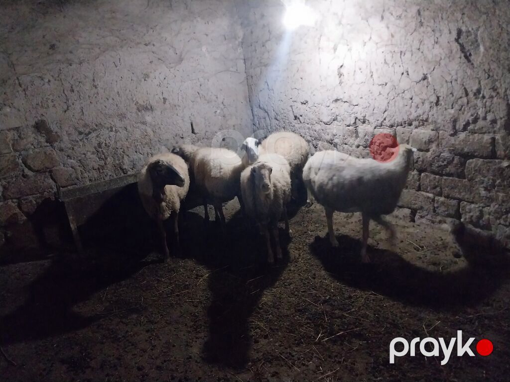 Məhsul: Qoyun sürüsü - Say: 6 baş - Cins/Tip: Yerli qarabaş/qarayal — Kənd təsərrüfatı heyvanları, Goranboy (4)