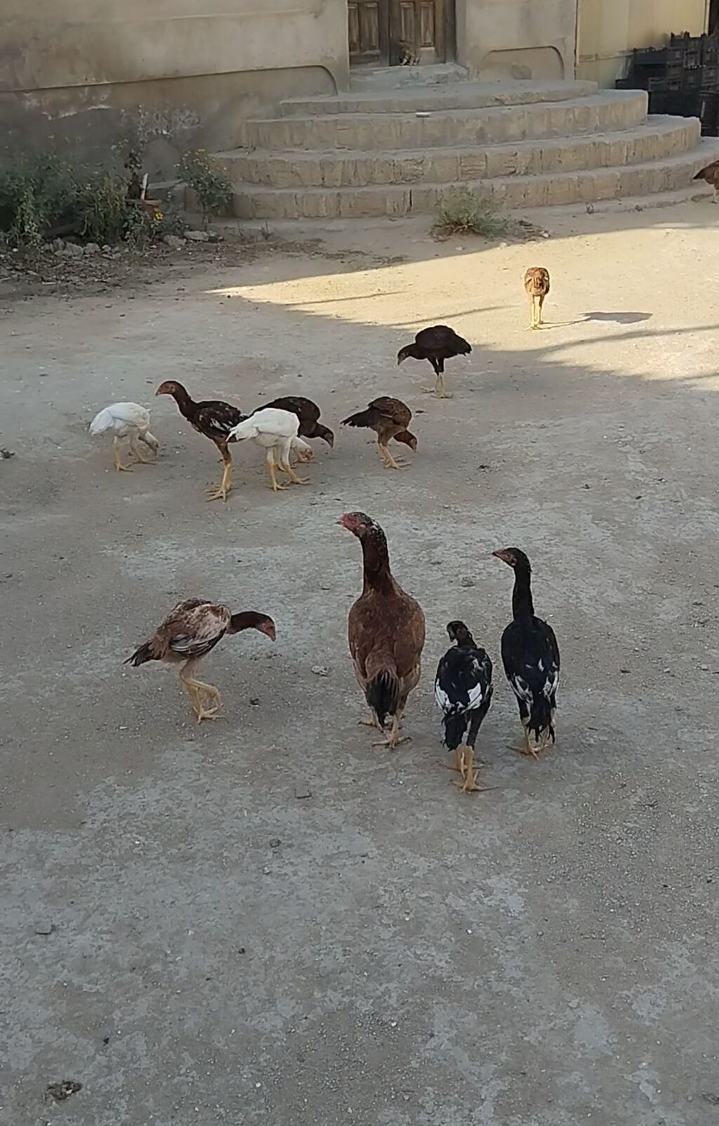 Heyrati cuceleri. Salam allah haminin malina xeyr versin. Turk cinsi — Toyuq və xoruz, Digah