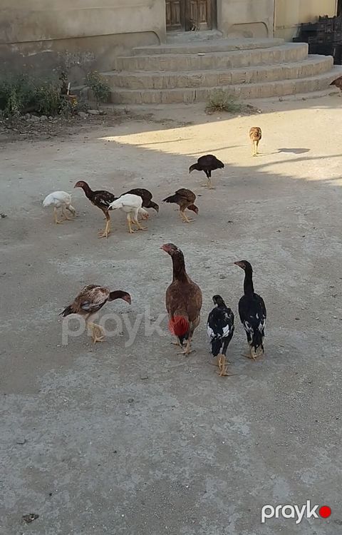 Heyrati cuceleri. Salam allah haminin malina xeyr versin. Turk cinsi — Digah