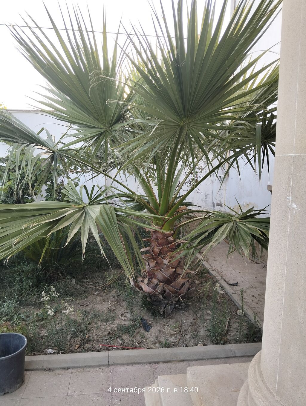 3 ədəd 1 ədədi 300 manat Dekorativ bağ palma ağacı – Washingtonia — Ağaclar və fidan, Mehdiabad