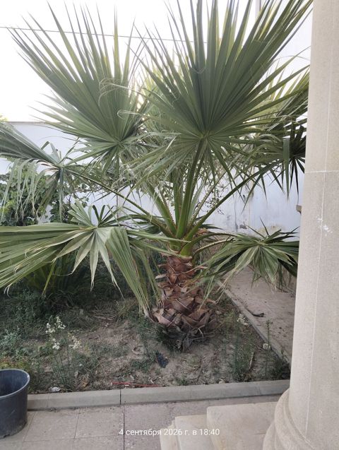 3 ədəd 1 ədədi 300 manat Dekorativ bağ palma ağacı – Washingtonia — Mehdiabad
