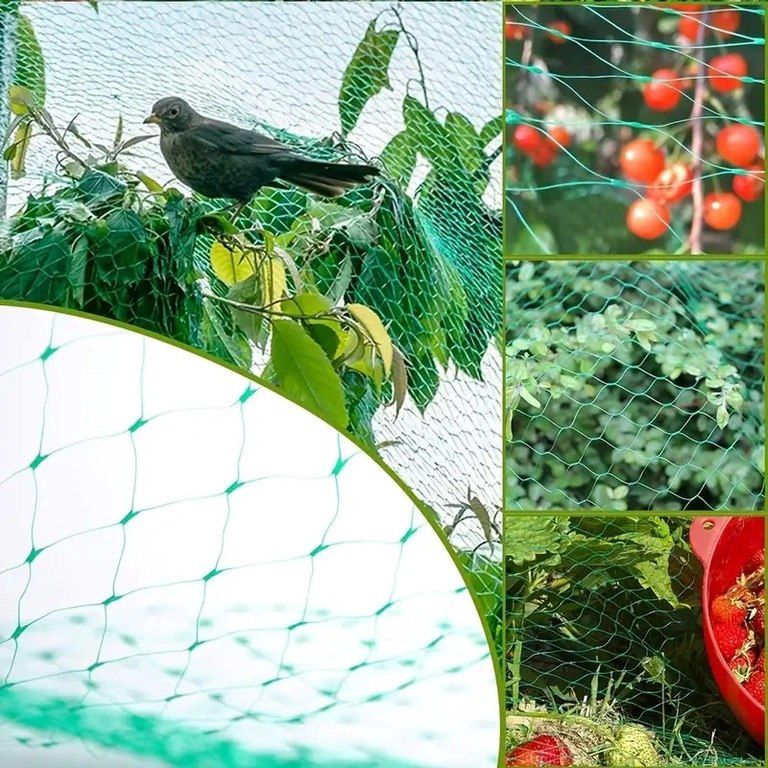 Bitkiləri qoruma torları — Bitkilər, Bakı (12)