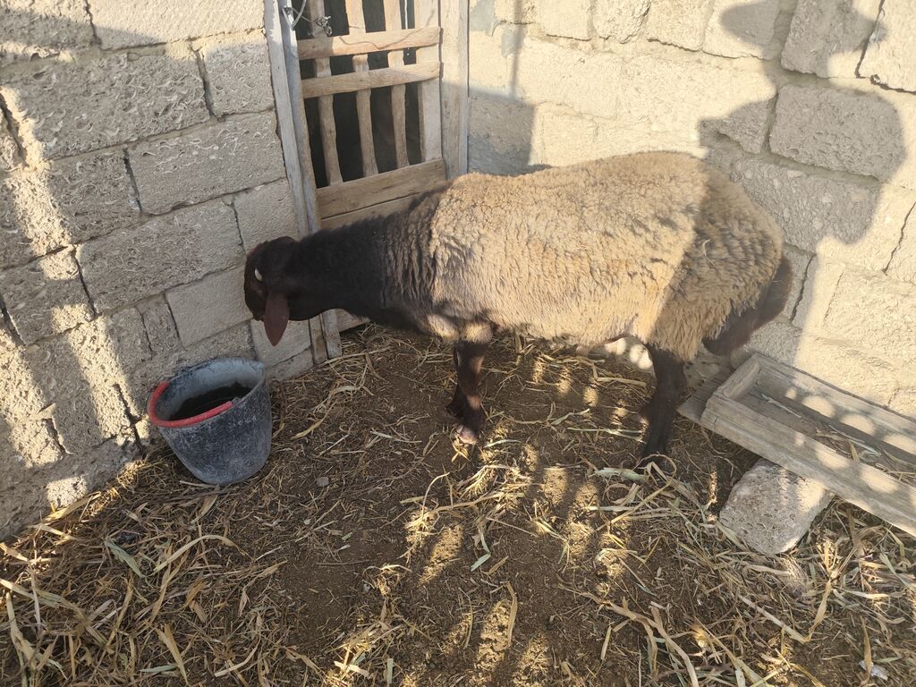 Qala qoçu satılır super qoyun sürməyi var damazliga yararlidir — Kənd təsərrüfatı heyvanları, Bakı