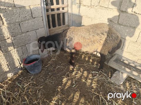 Qala qoçu satılır super qoyun sürməyi var damazliga yararlidir — Bakı
