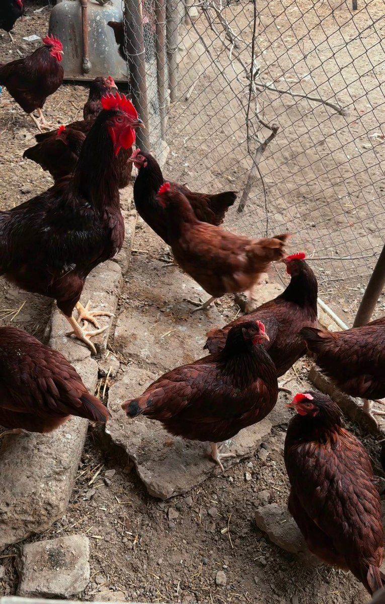Rhod İsland Red cücəsi və yumurtası — Quşlar, Bakı