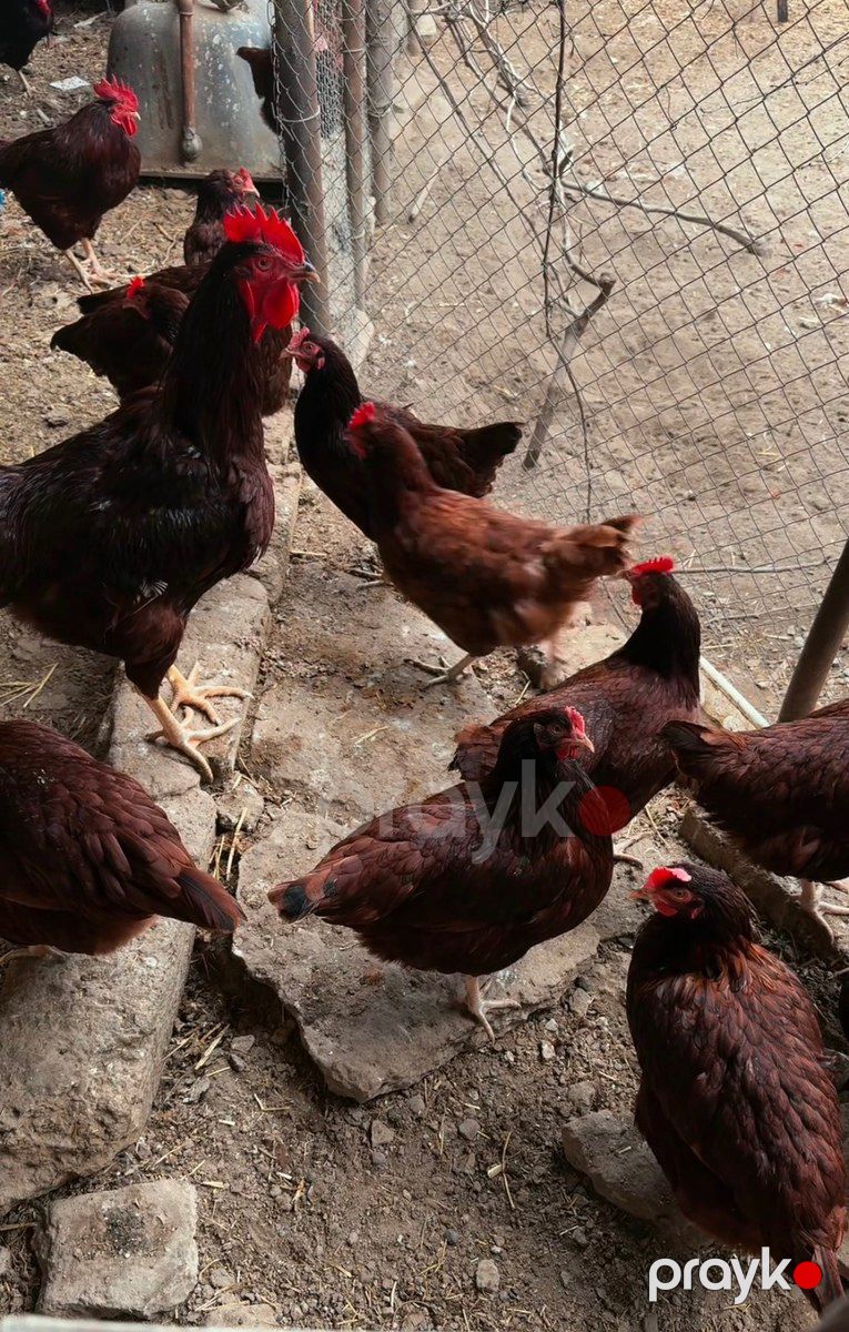 Rhod İsland Red cücəsi və yumurtası — Quşlar, Bakı (4)