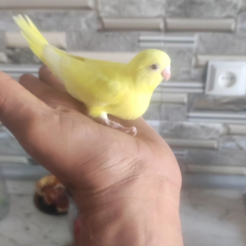 Ev şəraitində bəslənmiş papuqaylar Xüsusiyyətlər: - Rəng çeşidləri — Digərləri, Bakı (6)