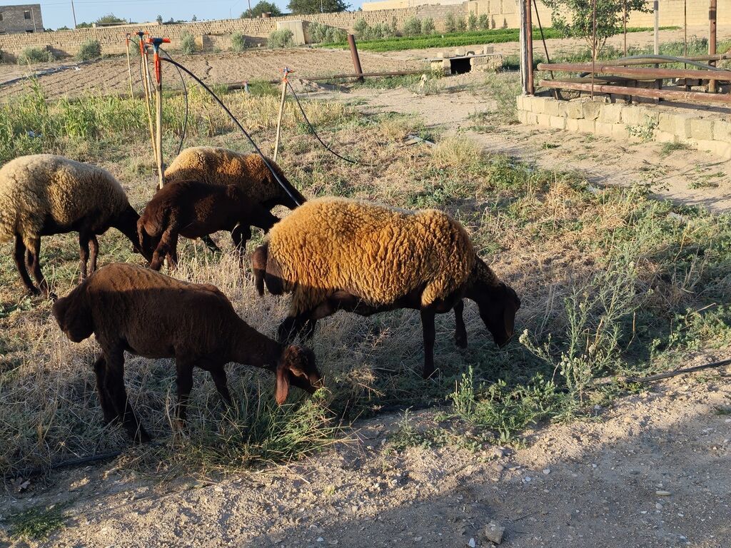 Dişi, Qala, il: 1, Damazlıq, Ünvandan götürmə — Kənd təsərrüfatı heyvanları, Bakı (5)