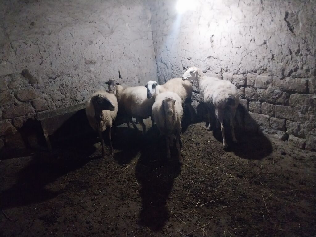 Məhsul: Qoyun sürüsü - Say: 6 baş - Cins/Tip: Yerli qarabaş/qarayal — Kənd təsərrüfatı heyvanları, Goranboy (3)