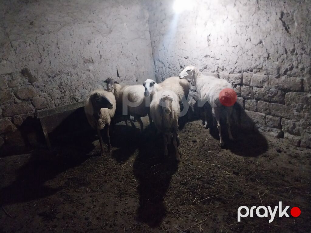 Məhsul: Qoyun sürüsü - Say: 6 baş - Cins/Tip: Yerli qarabaş/qarayal — Kənd təsərrüfatı heyvanları, Goranboy (3)
