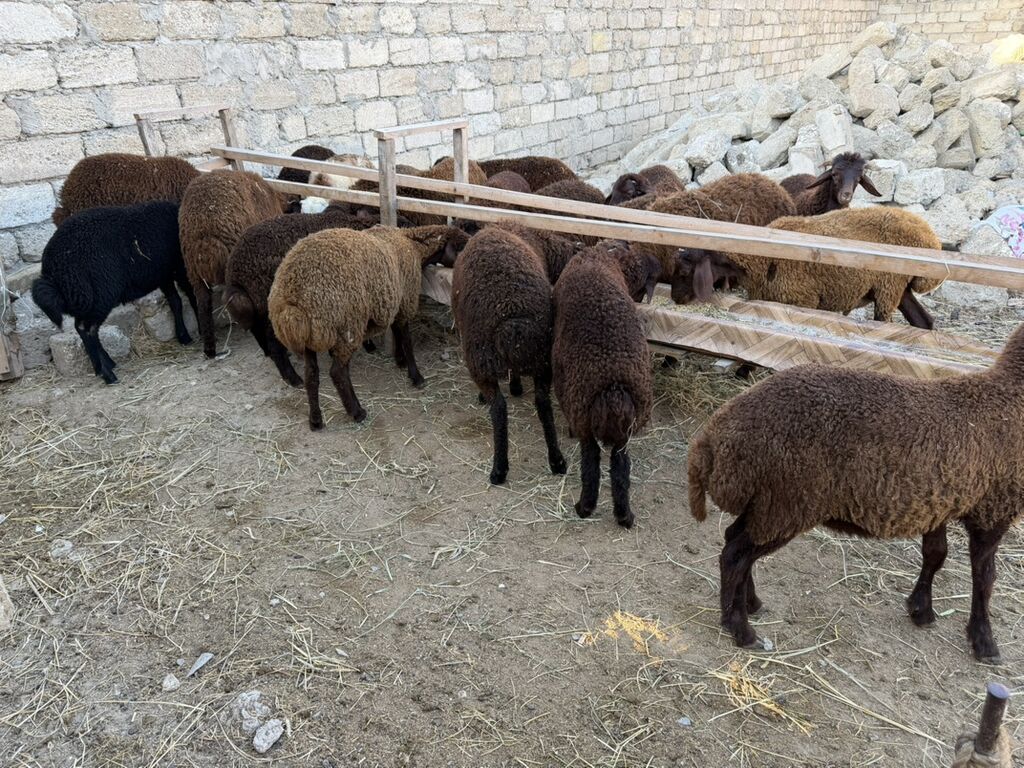 Salam aleyküm 23 baş quzdu 6 dışı 17 erken kom 320 m tek tek 280 dan — Kənd təsərrüfatı heyvanları, Digah (2)