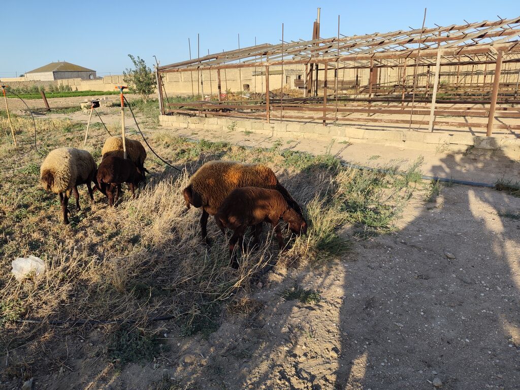 Dişi, Qala, il: 1, Damazlıq, Ünvandan götürmə — Kənd təsərrüfatı heyvanları, Bakı (9)