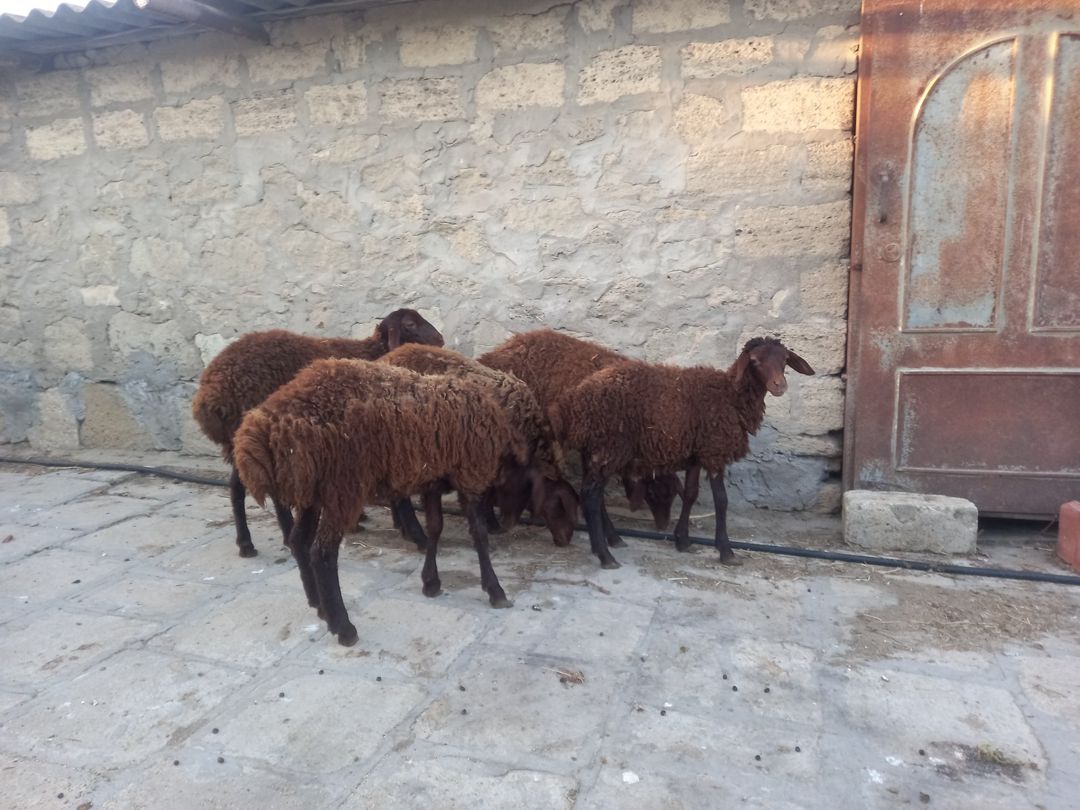 Quzular — Kənd təsərrüfatı heyvanları, Bakı (8)