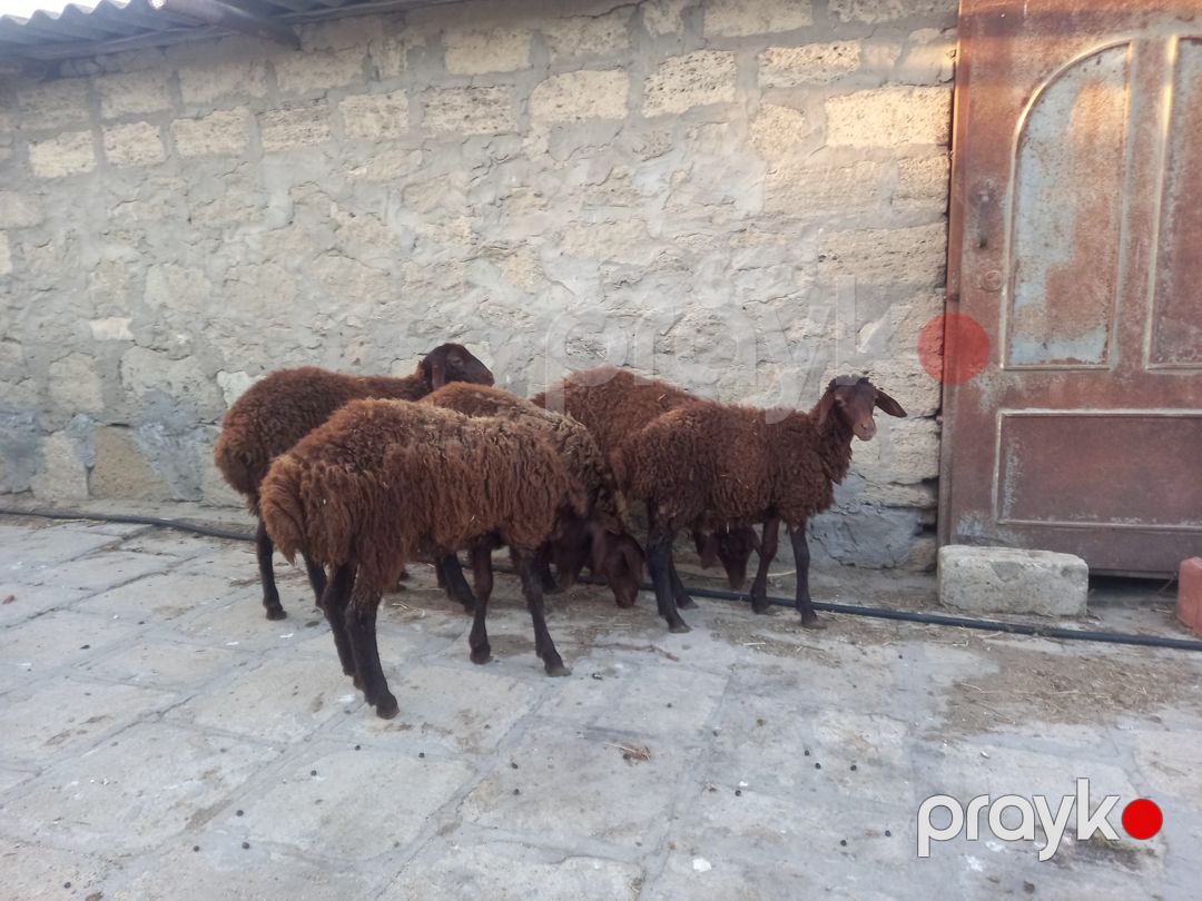 Quzular — Kənd təsərrüfatı heyvanları, Bakı (8)