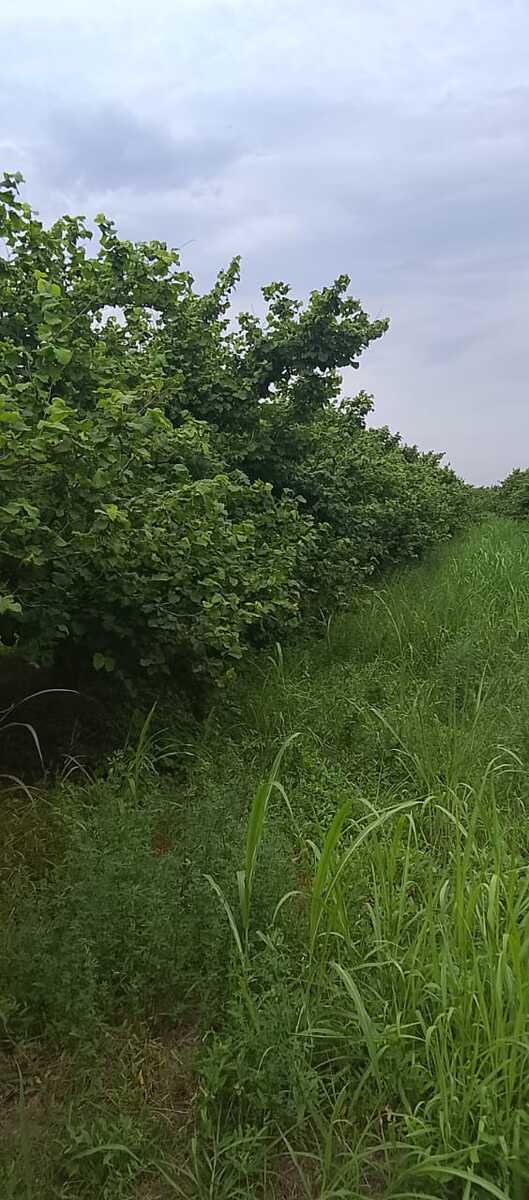 40 sot torpaq sahəsi, Xaçmaz r — Torpaq, Xaçmaz