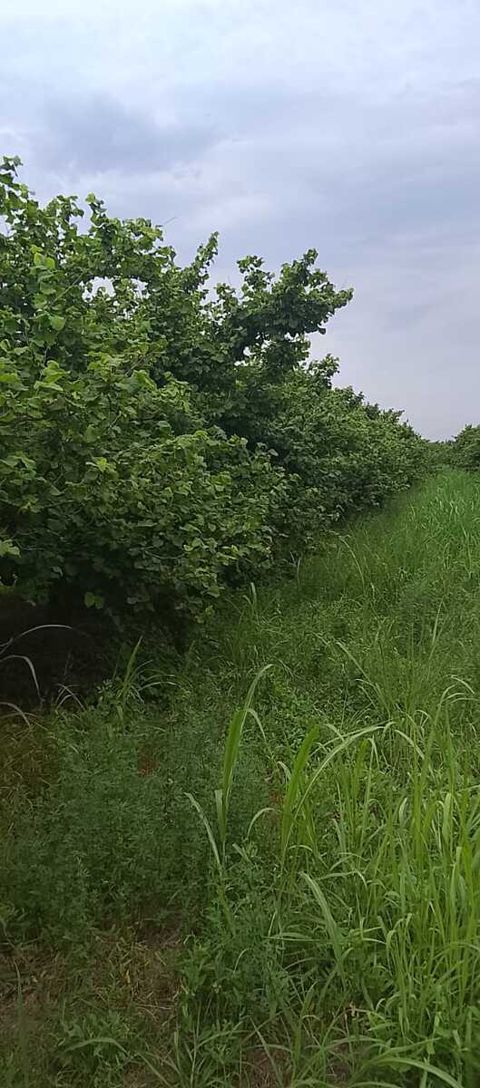 40 sot torpaq sahəsi, Xaçmaz r — Xaçmaz