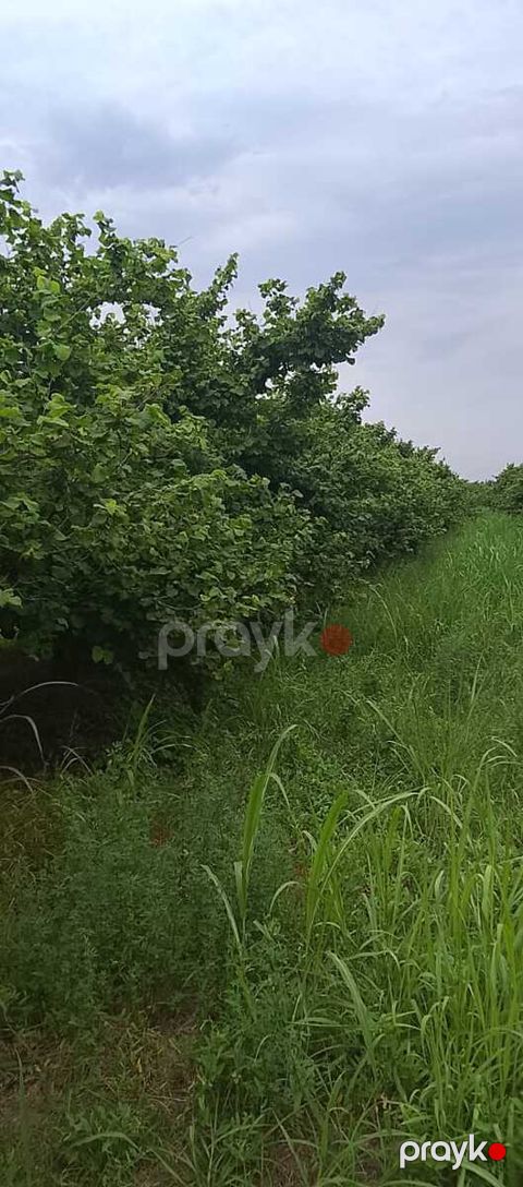 40 sot torpaq sahəsi, Xaçmaz r