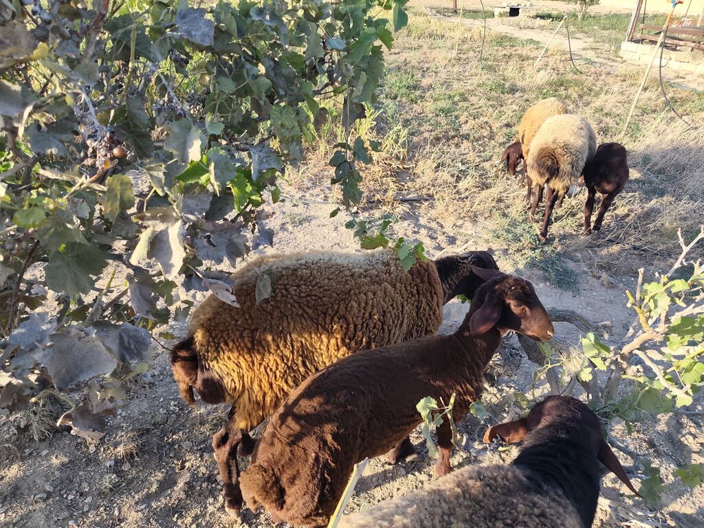 Dişi, Qala, il: 1, Damazlıq, Ünvandan götürmə — Kənd təsərrüfatı heyvanları, Bakı (10)