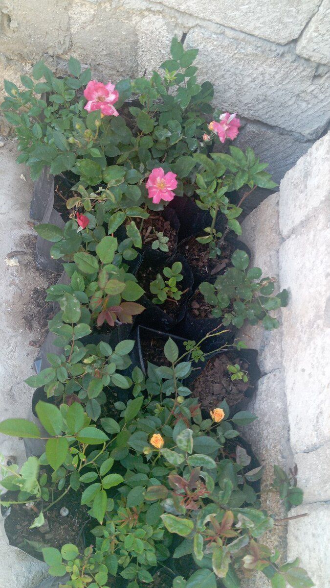 Güllər — Bitkilər, Bakı (6)