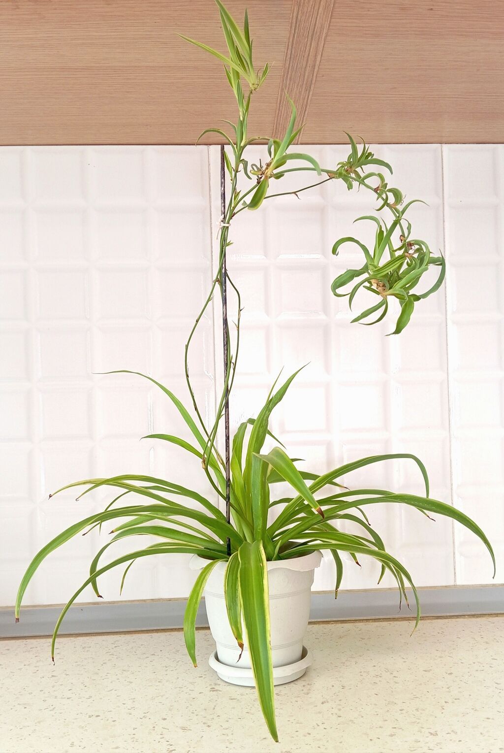 Məhsul: Xlorofitum (Spider Plant) – asma zoğlarla - Hər bir evdə — Qapı bitkələri, Bakı (3)