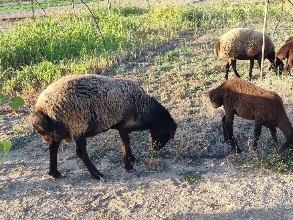 Qala qoçu satılır super qoyun sürməyi var damazliga yararlidir — Kənd təsərrüfatı heyvanları, Bakı (7)