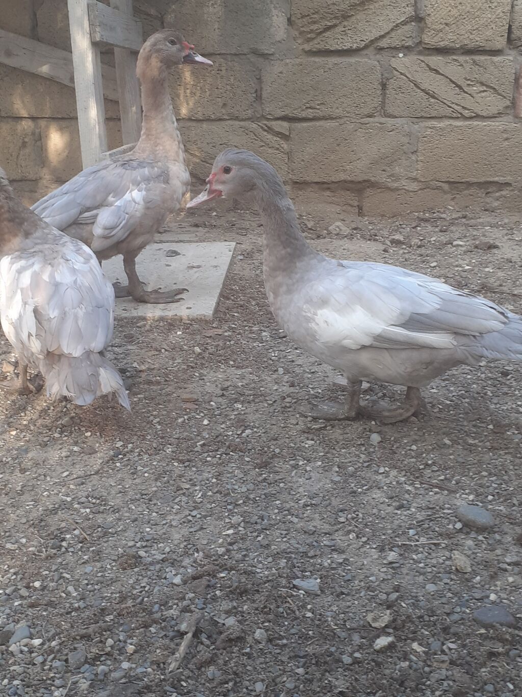 Erkek ordekler 30 man aglar (pekin) biri 8 man. diri cekileri 1kg — Digərləri, Xırdalan (6)