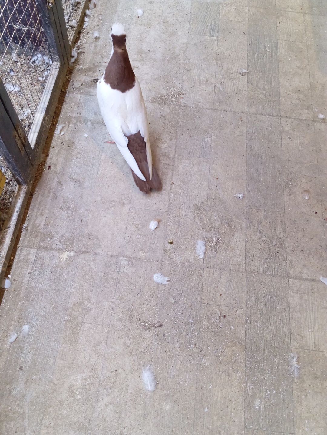 Göyərçin — Quşlar, Bakı (3)