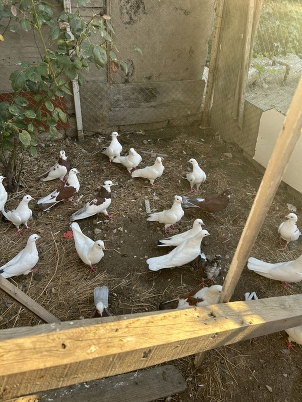 Salam hamsi 4 cut quwdan toremedi tergzlr 32 dene heyvandi tek satlmr — Göyərçin, Bakı (5)