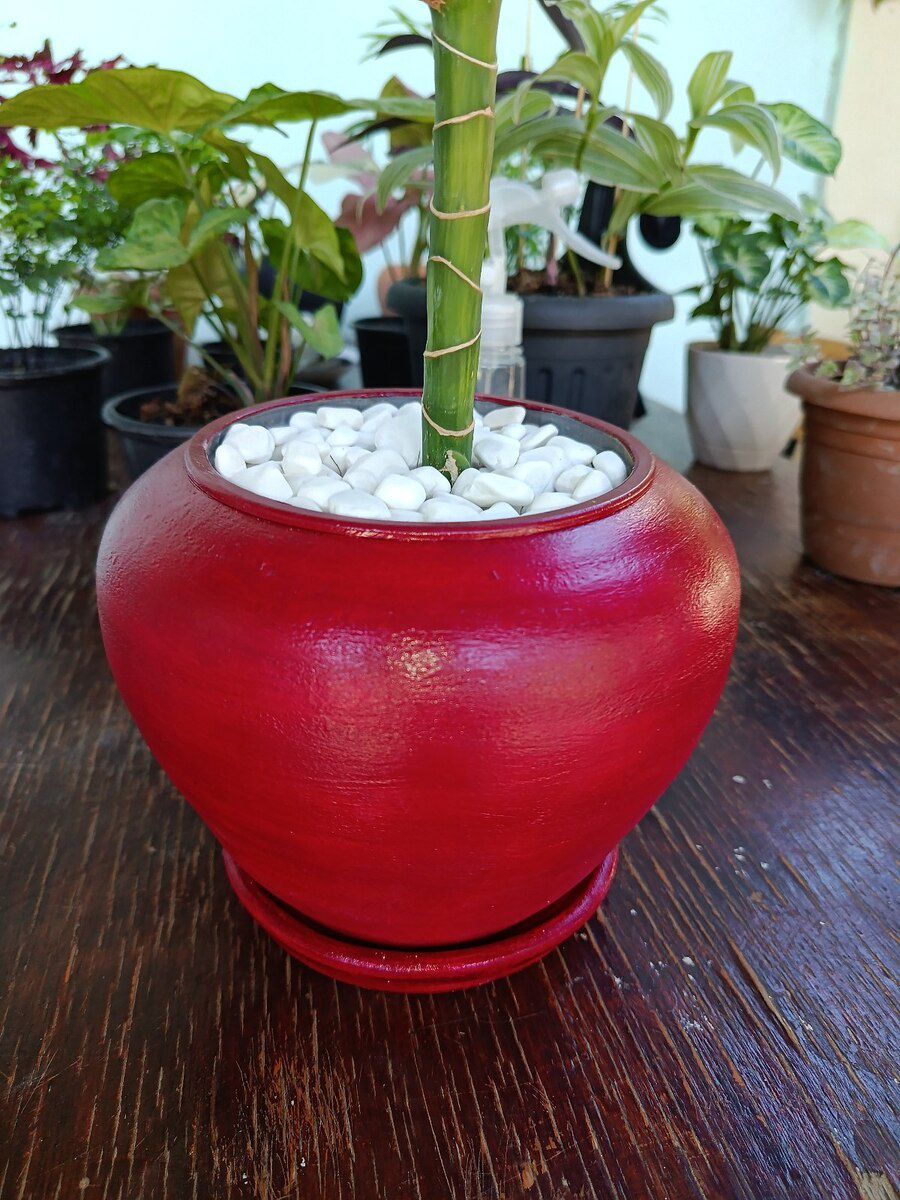 Dracaena fragrans Cintho — Bitkilər, Xırdalan (2)